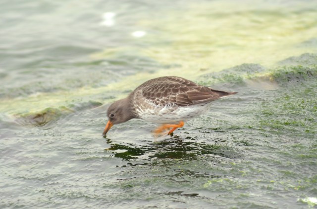 PUSA_021217_D3603 - Copy