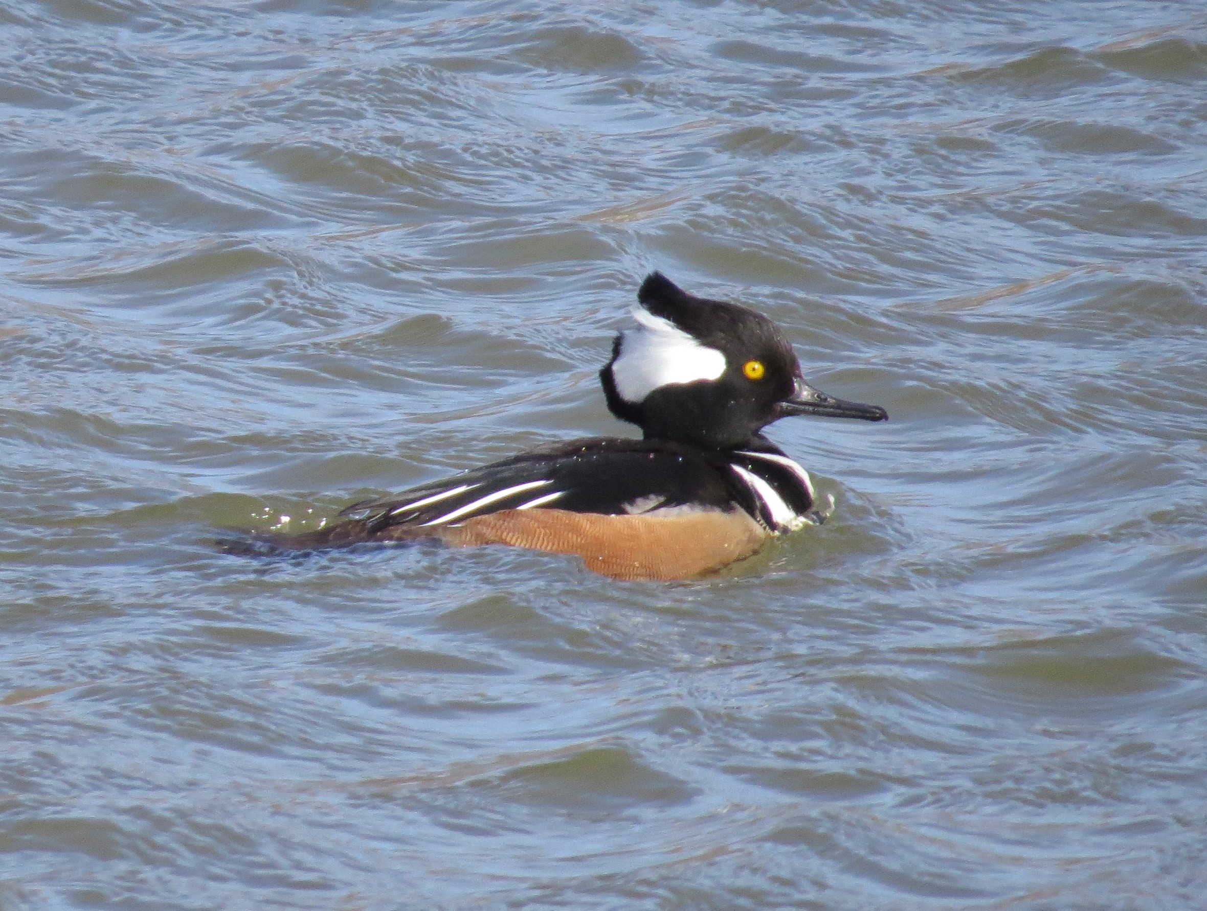 Hooded Merganser, photo by Fred Shaffer. Schoolhouse Pond, February 5, 2015. Used by permission of photographer.