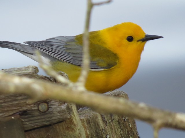 Prothonotary Warbler, photo by Marisa Rositol. Patuxent River Park-Jackson Landing, April 24, 2016. Macaulay Library ML 27584131