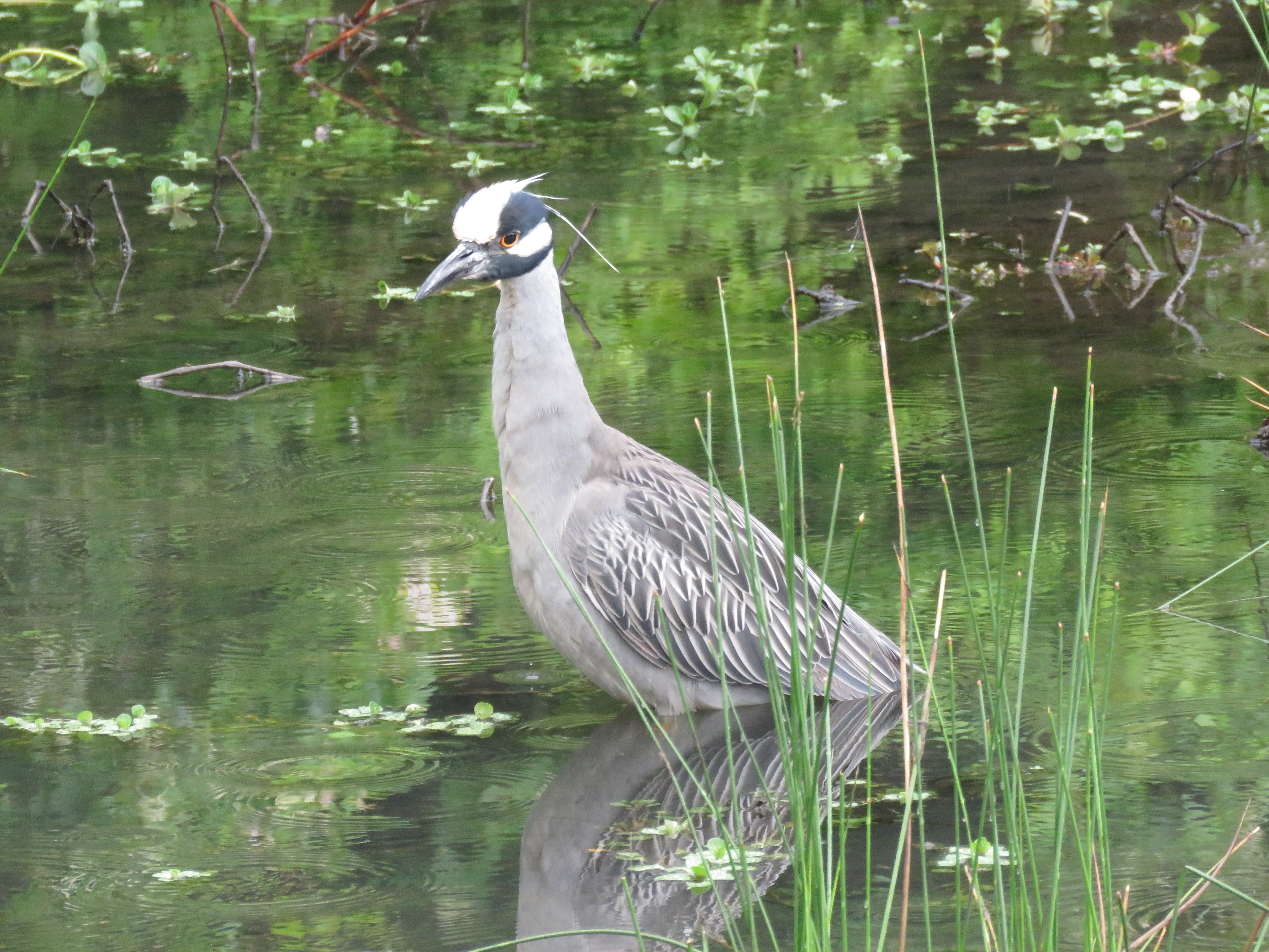 Yellow-crowned Night-Heron, photo by Fred Shaffer. University of Maryland Campus, May 1, 2016. Macaulay LIbrary ML27955371